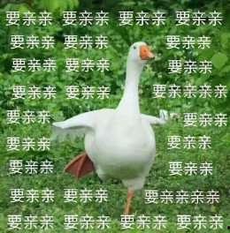 抖音网红大鹅,萌态可掬，圈粉无数